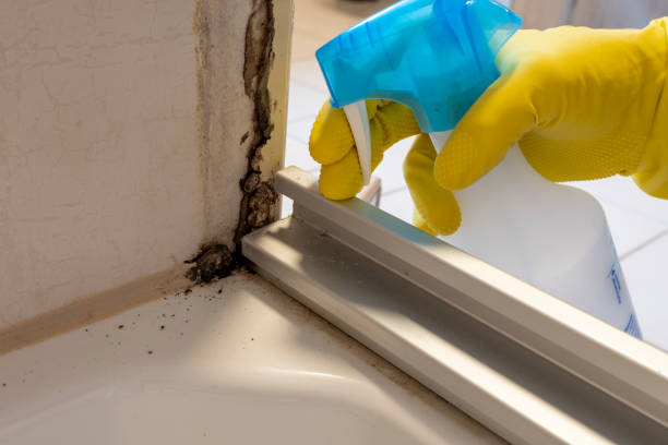 Best Office Mold Removal Services  in Cove Creek, NC